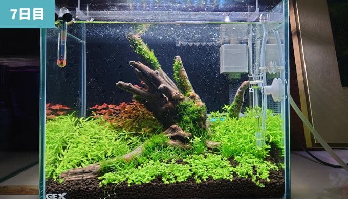 水草レイアウト水槽 立ち上げ1週間の水草の成長と初めてのメンテナンス Ordinary Aquarium