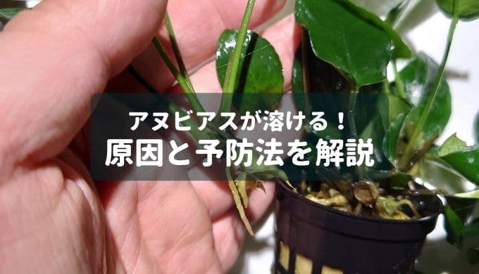 水草 組織培養 ナナ アヌビアス