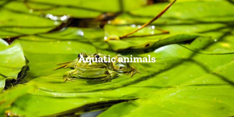 水棲生物