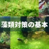 【藻類対策の心得】お掃除屋さんの適正数､水槽で増える藻類一覧