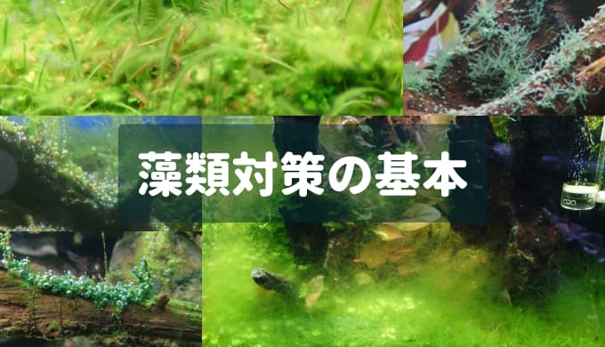 藻類対策の基本