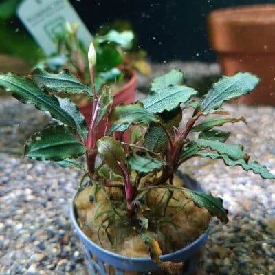 ブセファランドラ LAMANDAU 斑入り Bucephalandra