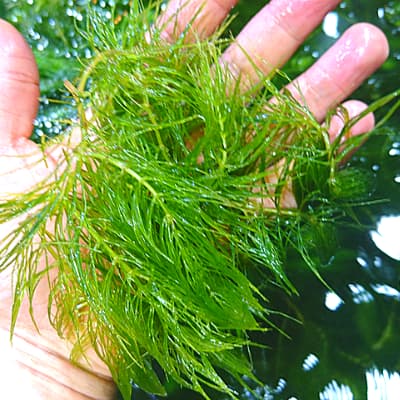 金魚の食べる水草 食べない水草 Ordinary Aquarium