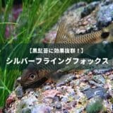 【黒髭苔に効果抜群！】シルバーフライングフォックス | Ordinary-Aquarium