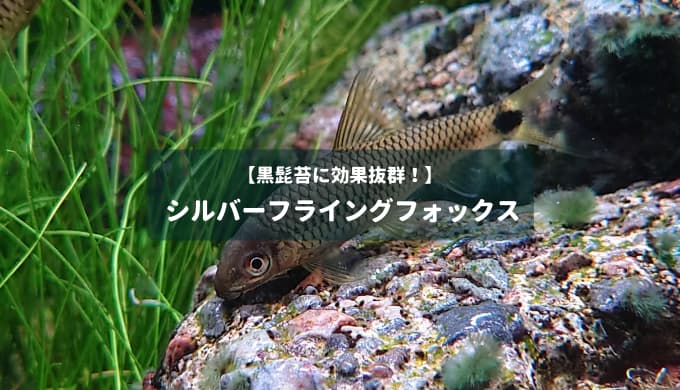 黒髭苔に効果抜群！】シルバーフライングフォックス | Ordinary-Aquarium