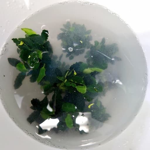 水草を水草その前にで下処理をしている様子