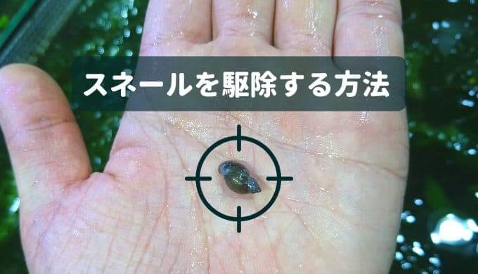 ギフト 海水魚 貝 おまかせクリーナースネール １匹 Shipsctc Org