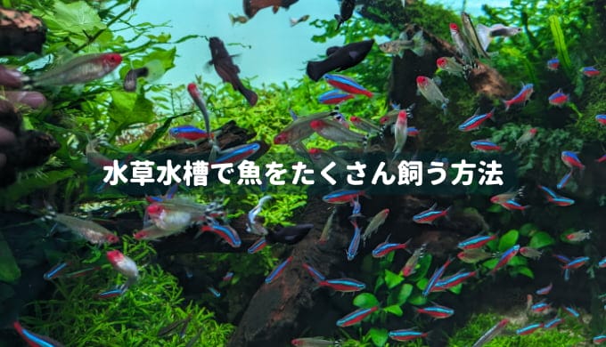 轟 元気の書いた記事 | Ordinary-Aquarium