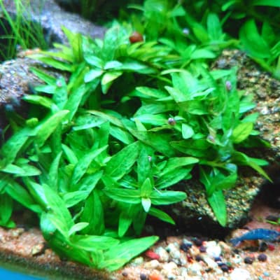 ストロギネ レペンス Ordinary Aquarium ストロギネ レペンス Ordinary Aquarium