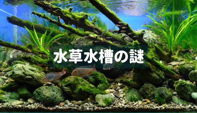 木化石02 約8kg アクアリウム 水槽 レイアウト 石 疑わしい