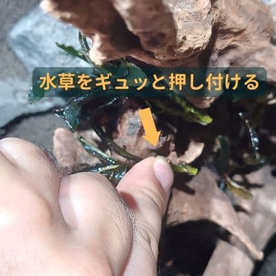 ボンドで水草を活着させる様子