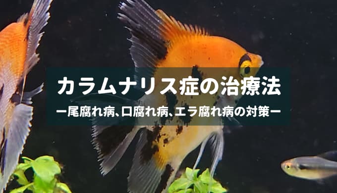 プレゼント 病魚薬 魚病薬 エルバージュエース 10g (5g×2) 10個セット