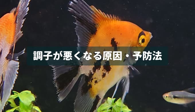 魚病薬まとめ】プロも使っているおすすめのお薬 ー症状別にご紹介！ー | Ordinary-Aquarium