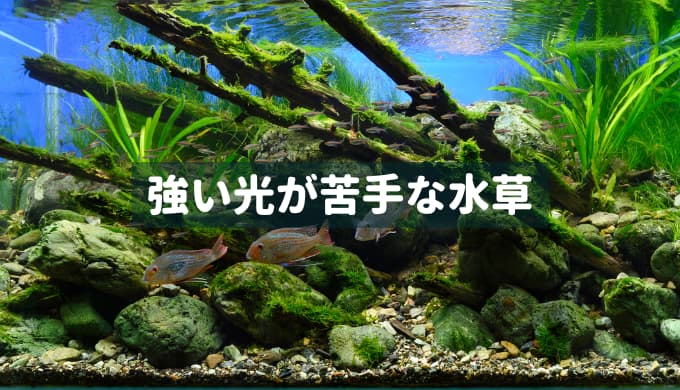 グラスサンド セール 水草