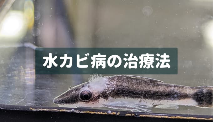 魚病薬まとめ】プロも使っているおすすめのお薬 ー症状別にご紹介！ー | Ordinary-Aquarium