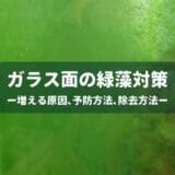 【水槽が緑色に】ガラス面に生える緑藻対策まとめ ー増える原因､予防方法､除去方法ー