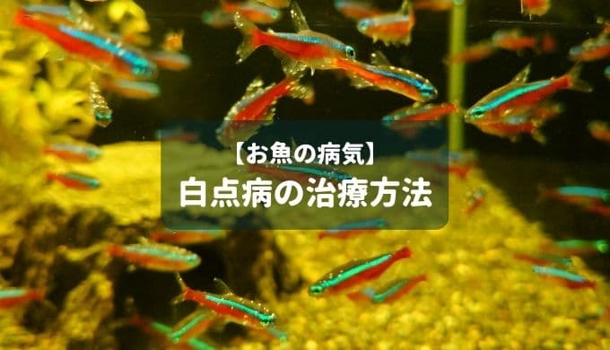 お魚の調子を整える 塩水浴の方法 Ordinary Aquarium