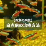 【お魚の病気】白点病の治療法