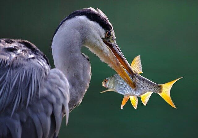 鳥が魚を食べる様子