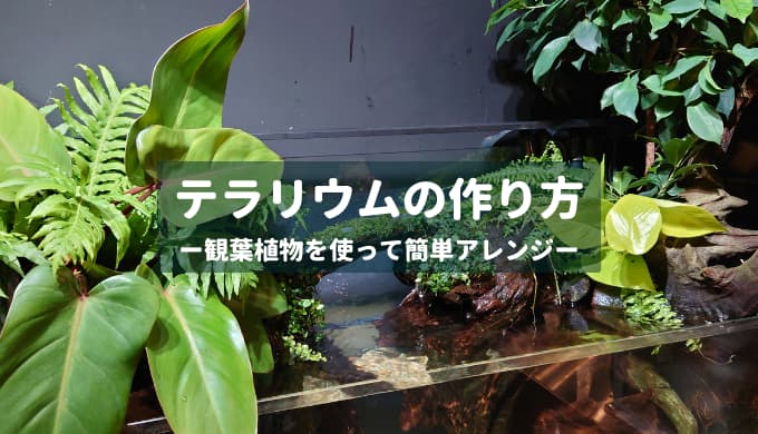 テラリウム水槽の作り方 ー観葉植物を使って簡単アレンジー