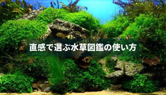 直感で選ぶ水草図鑑の使い方 Ordinary Aquarium