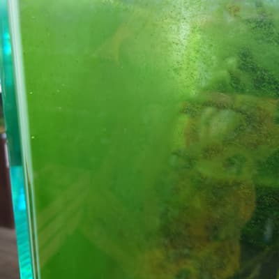 ガラス面に付く緑藻