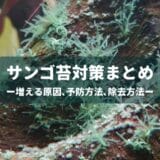 サンゴ苔(カワモズク)対策まとめ