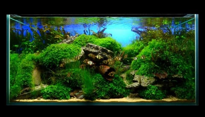 Iaplc21出品 コンクリ水槽の作り方 Ordinary Aquarium