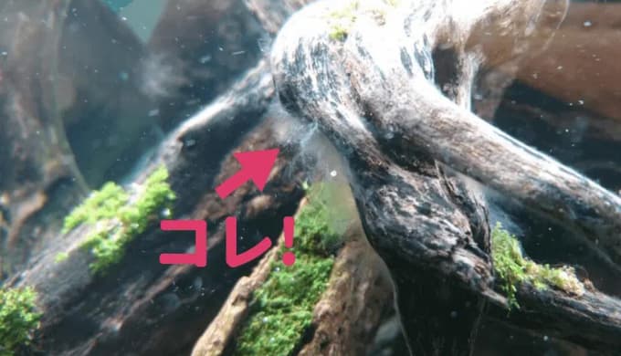 白いモヤモヤ】流木に付くカビ対策 ー換水､エビで簡単に対処できますー | Ordinary-Aquarium