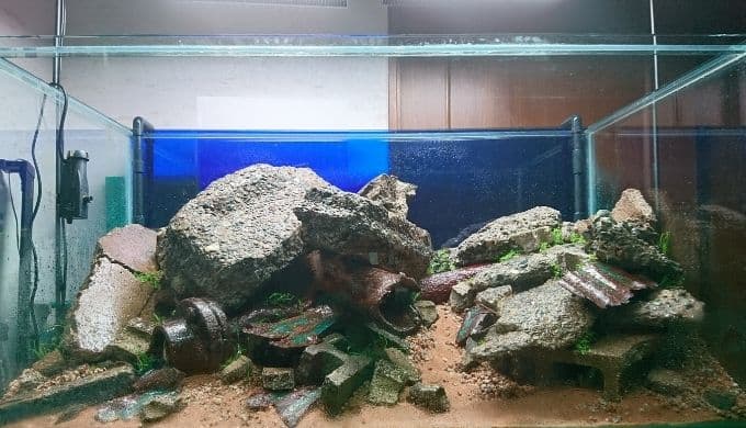 Iaplc21出品 コンクリ水槽の作り方 Ordinary Aquarium