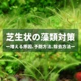 【水草水槽に生えるやつ】芝生状の藻類対策まとめ ー増える原因､予防方法､除去方法ー