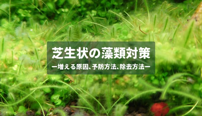 【水草水槽に生えるやつ】芝生状の藻類対策まとめ ー増える原因､予防方法､除去方法ー