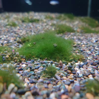 マリモ状の藻類