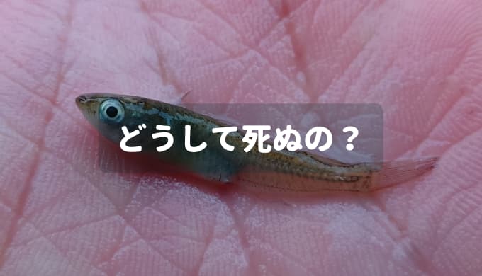 メダカが死ぬ メダカの主な死因と水槽で飼育するのが難しい理由 Ordinary Aquarium