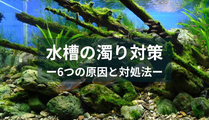 水槽で飼育できる魚の匹数 ー水槽サイズ別に一覧表でまとめました！ー | Ordinary-Aquarium