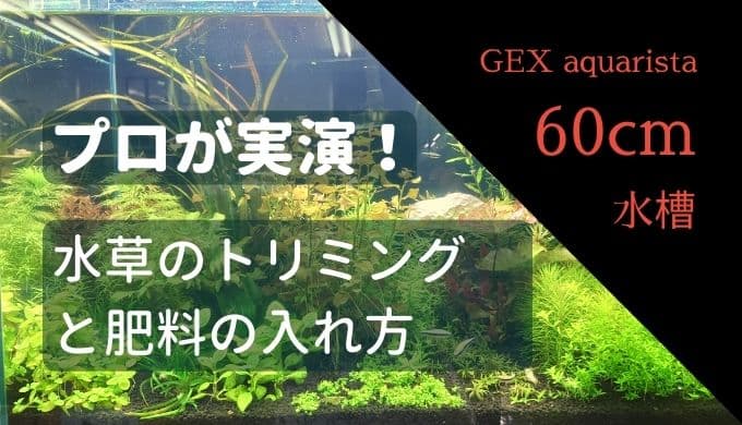 記事一覧 Ordinary Aquarium 記事一覧 Ordinary Aquarium