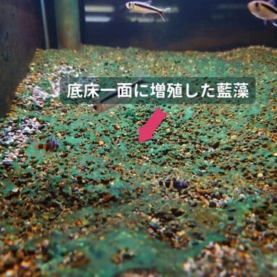 リセット不要！】藍藻を駆除する2つの方法 ー予防法､藍藻が増えやすい環境なども詳しく解説ー | Ordinary-Aquarium