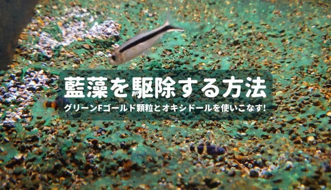 魚病薬まとめ】私が使っているおすすめのお薬をご紹介 | Ordinary-Aquarium