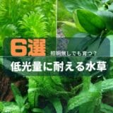 【照明無しでも育つ？】低光量に耐える水草6選