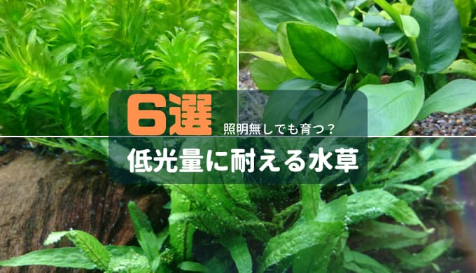 水草 照明 なし