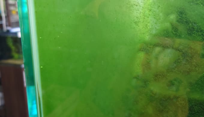 ガラス面に付く緑藻