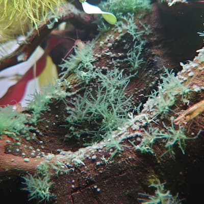 流木に付着したサンゴ苔