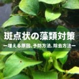 斑点状の藻類対策