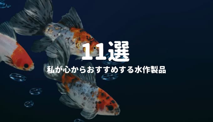 カラムナリス エロモナス対策 エルバージュエースの使い方 ー効果 用量 使い方 投薬例をご紹介 ー Ordinary Aquarium