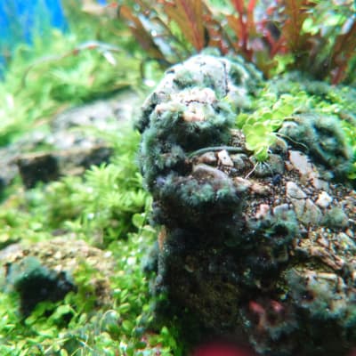 黒髭苔に効果抜群 シルバーフライングフォックス Ordinary Aquarium