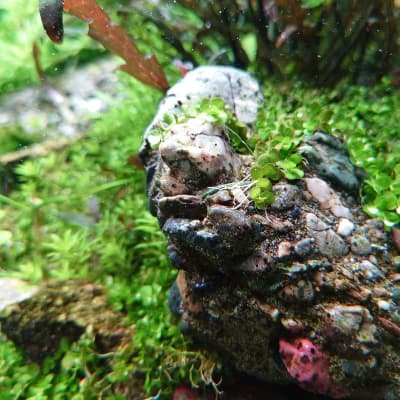 黒髭苔を食べた後