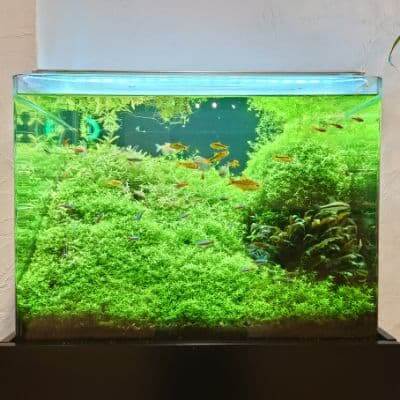 水草水槽に最適な水質 ーph6 5以下 Gh3以下を目指して調整しよう ー Ordinary Aquarium