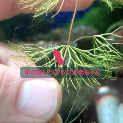 水槽で増える貝 スネール を駆除する方法 ー原因 予防法も詳しく解説 ー Ordinary Aquarium 水槽で増える貝 スネール を駆除する方法 ー原因 予防法も詳しく解説 ー Ordinary Aquarium