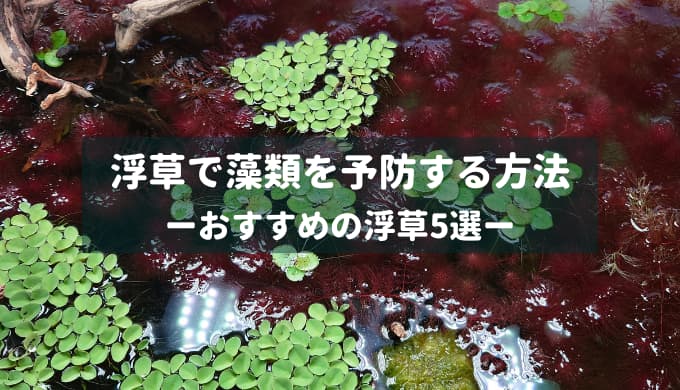 浮草で藻類を予防する方法
