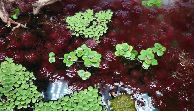 浮草で藻類を予防する様子